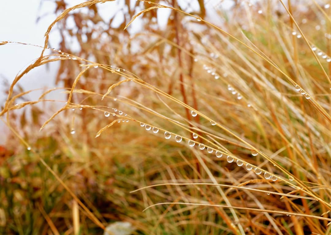 Morning dew on golden grasses