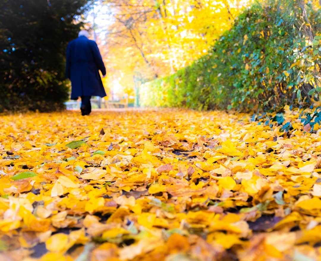 A path covered in yellow autumn leaves
