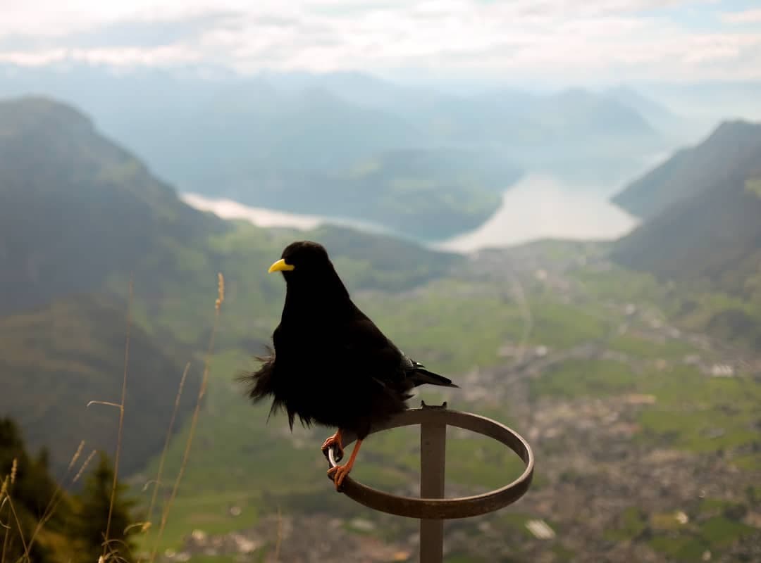 An alpine bird perched above a valley