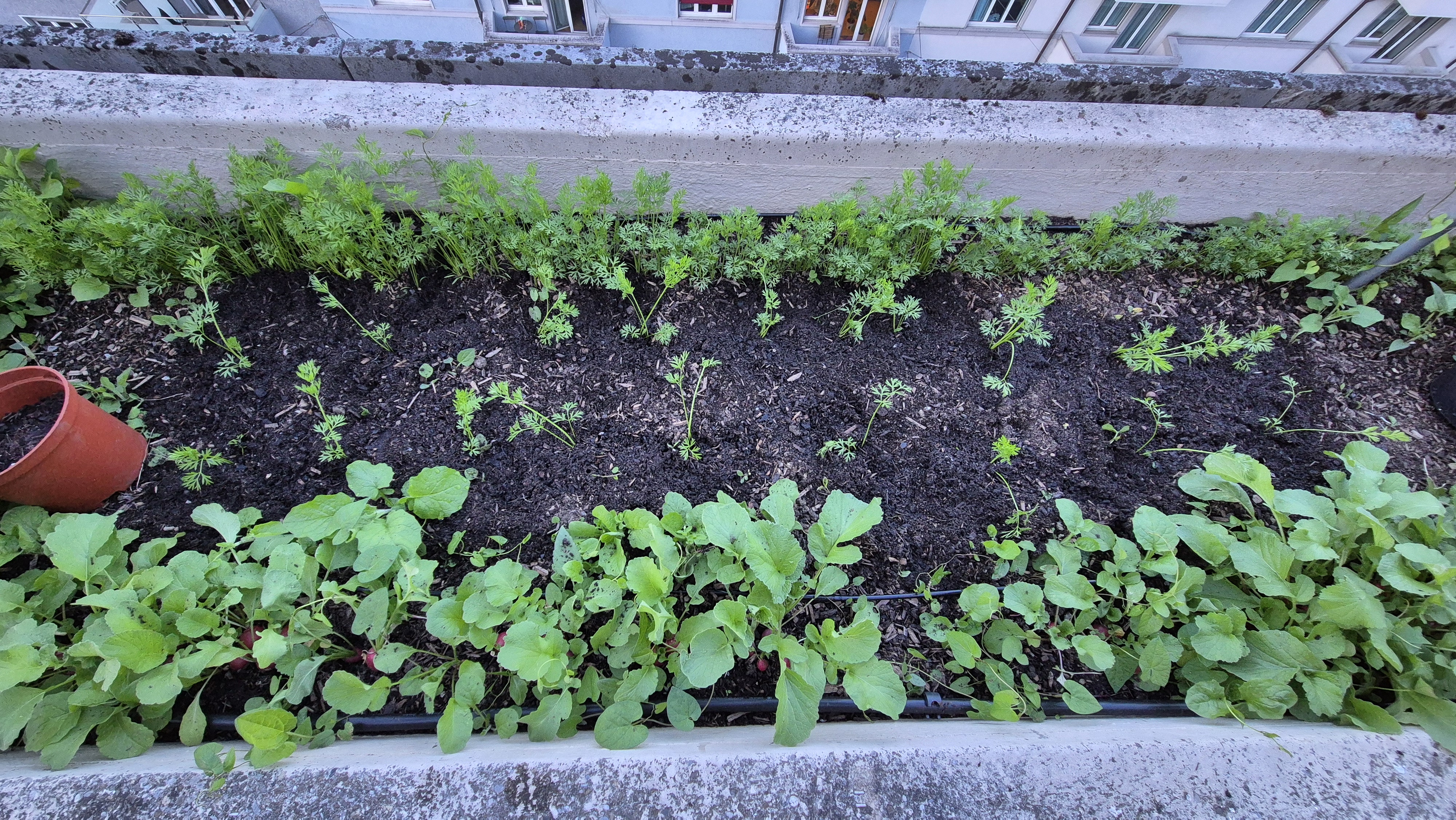 Gardening Photo 3